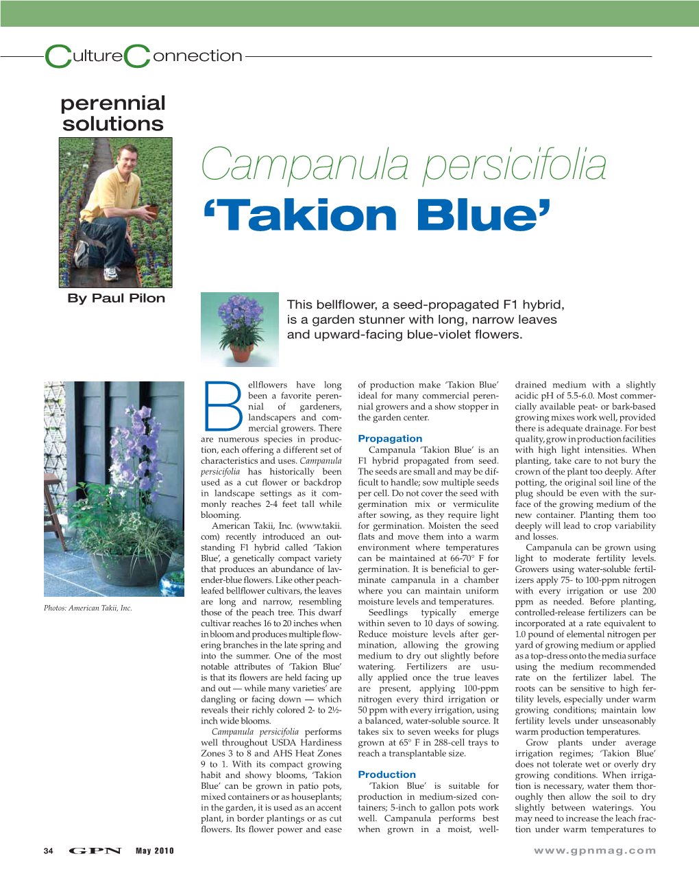 Campanula Persicifolia ‘Takion Blue’