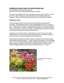 Gardening with Primulas