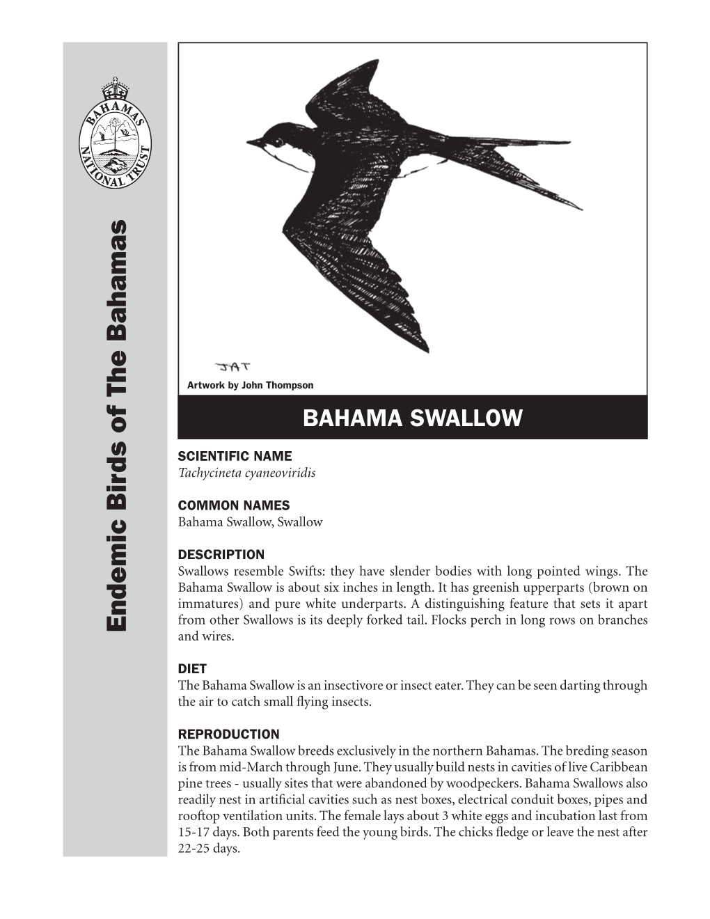 Bahama Swallow Isaboutsixinches Inlength