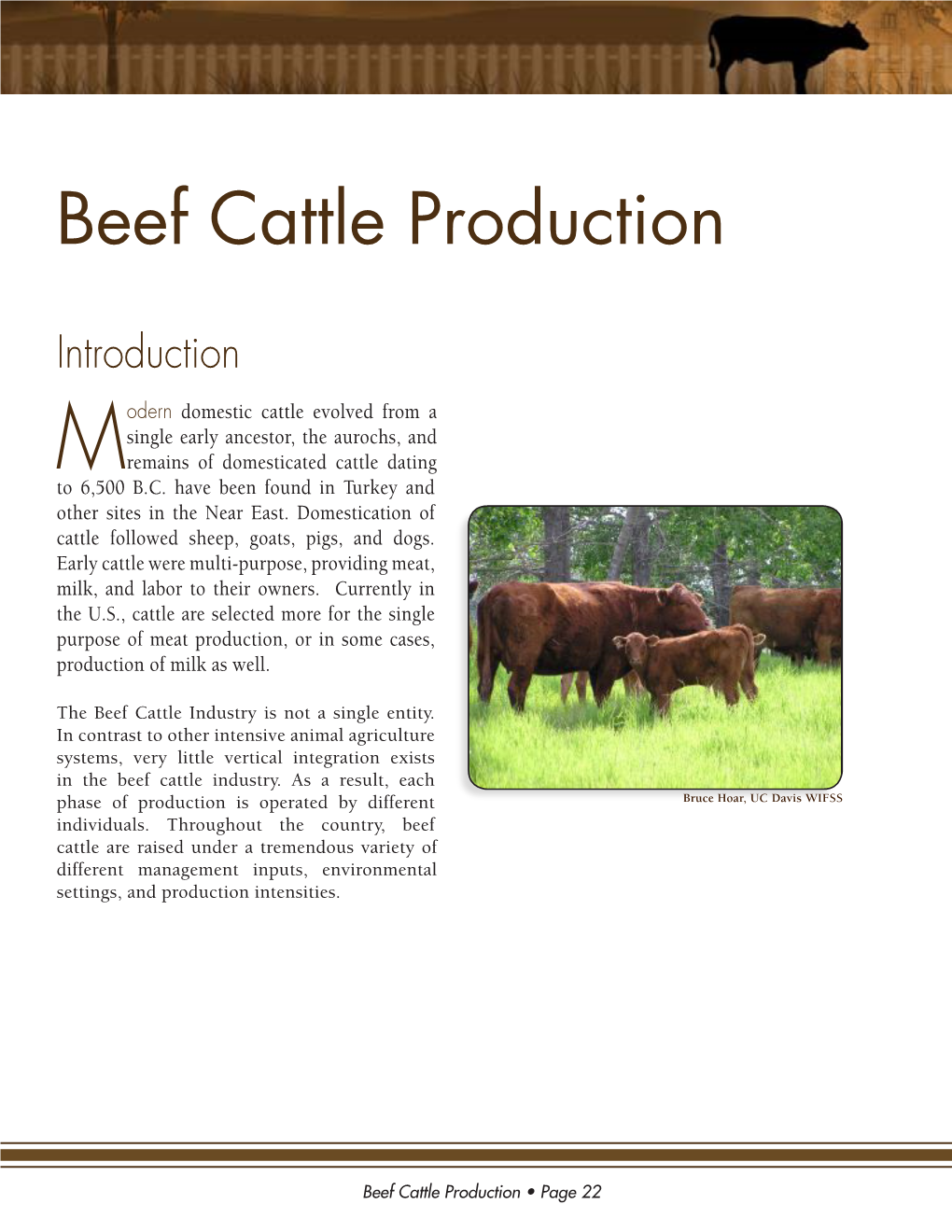 Beef Cattle Production