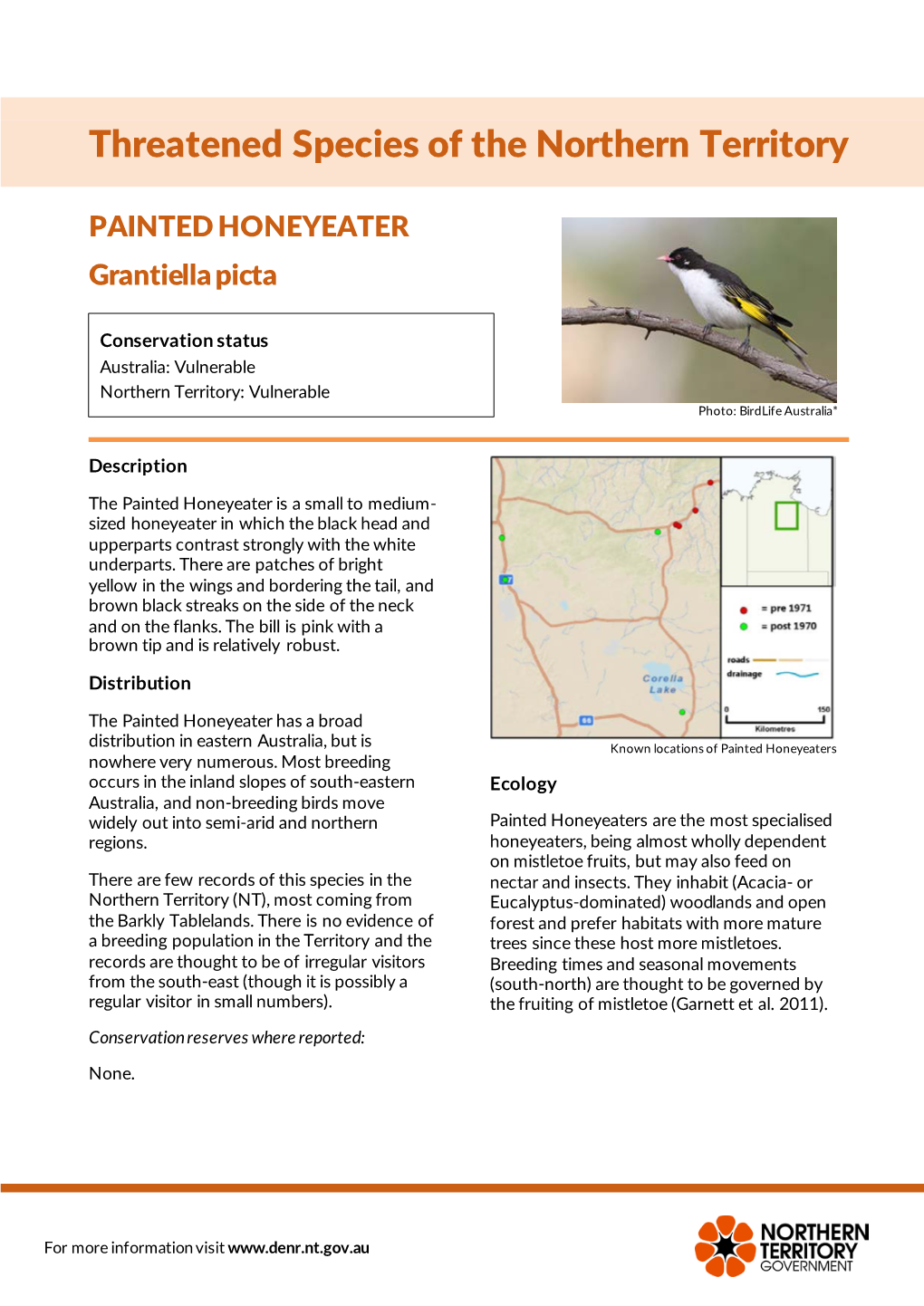 PAINTED HONEYEATER Grantiella Picta