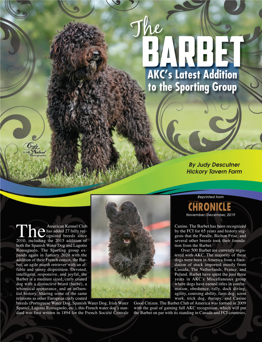 AKC's Latest Addition to the Sporting Group
