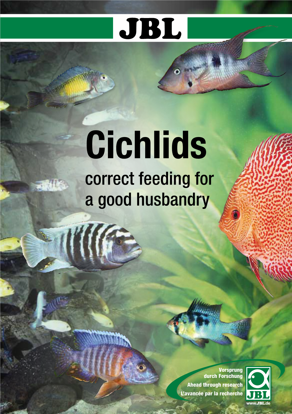 Cichlids Correct Feeding for a Good Husbandry