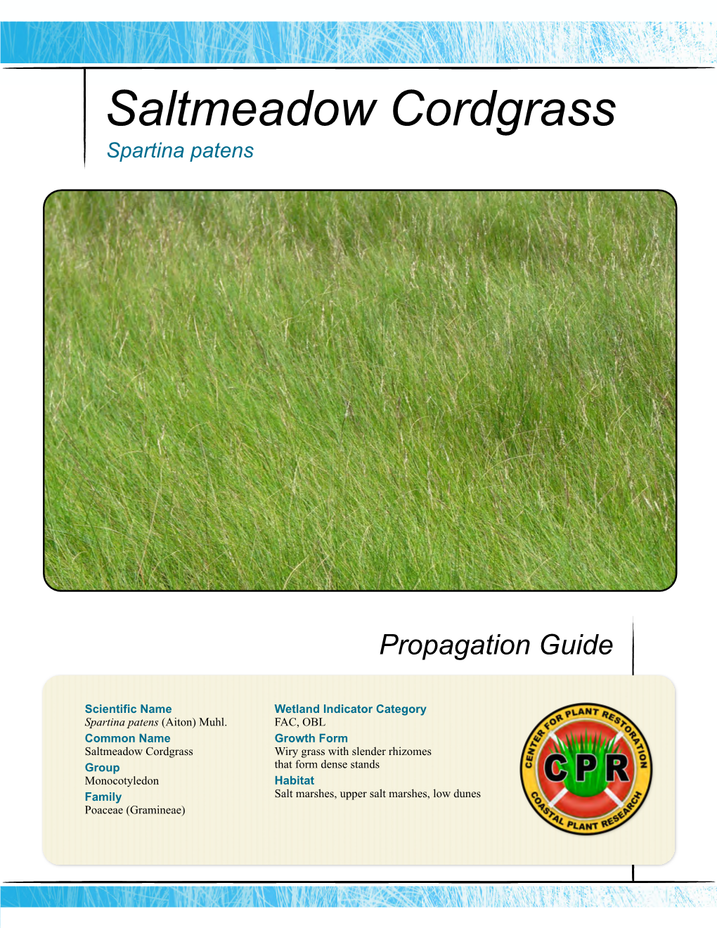 Saltmeadow Cordgrass, Spartina Patens