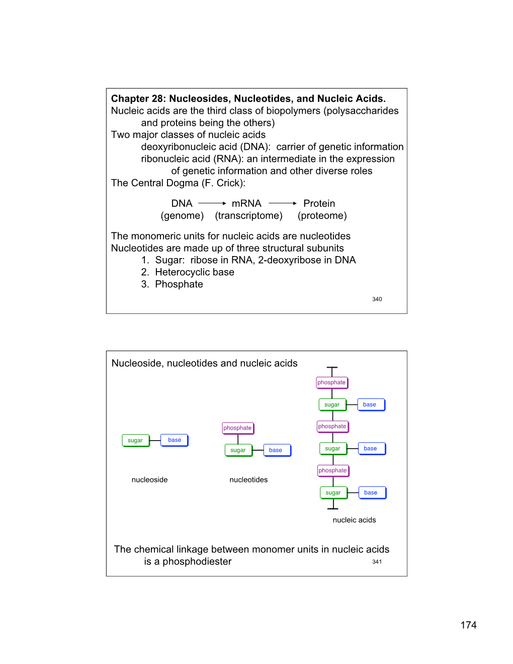 Chapter 28: Nucleosides, Nucleotides, and Nucleic Acids