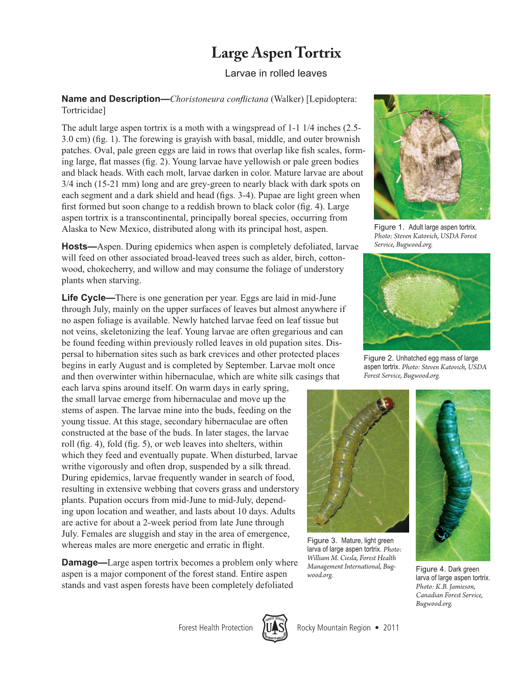 Large Aspen Tortrix Larvae in Rolled Leaves