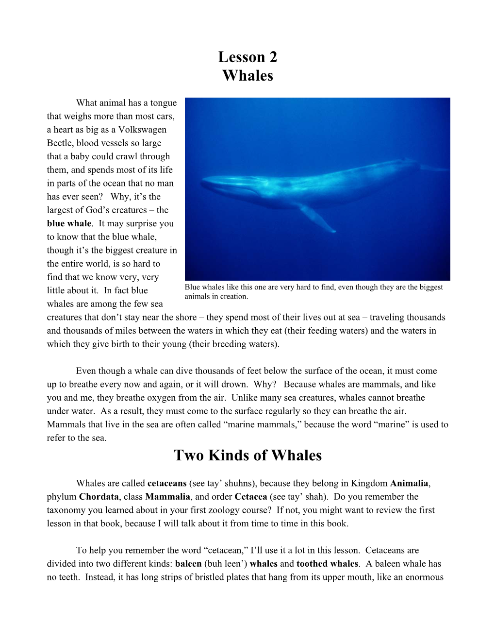 Baleen Whales Are Also Called Great Whales – Not Because They Are Any Greater Than Other Whales, but Because They Are Usually Much, Much Bigger Than Toothed Whales