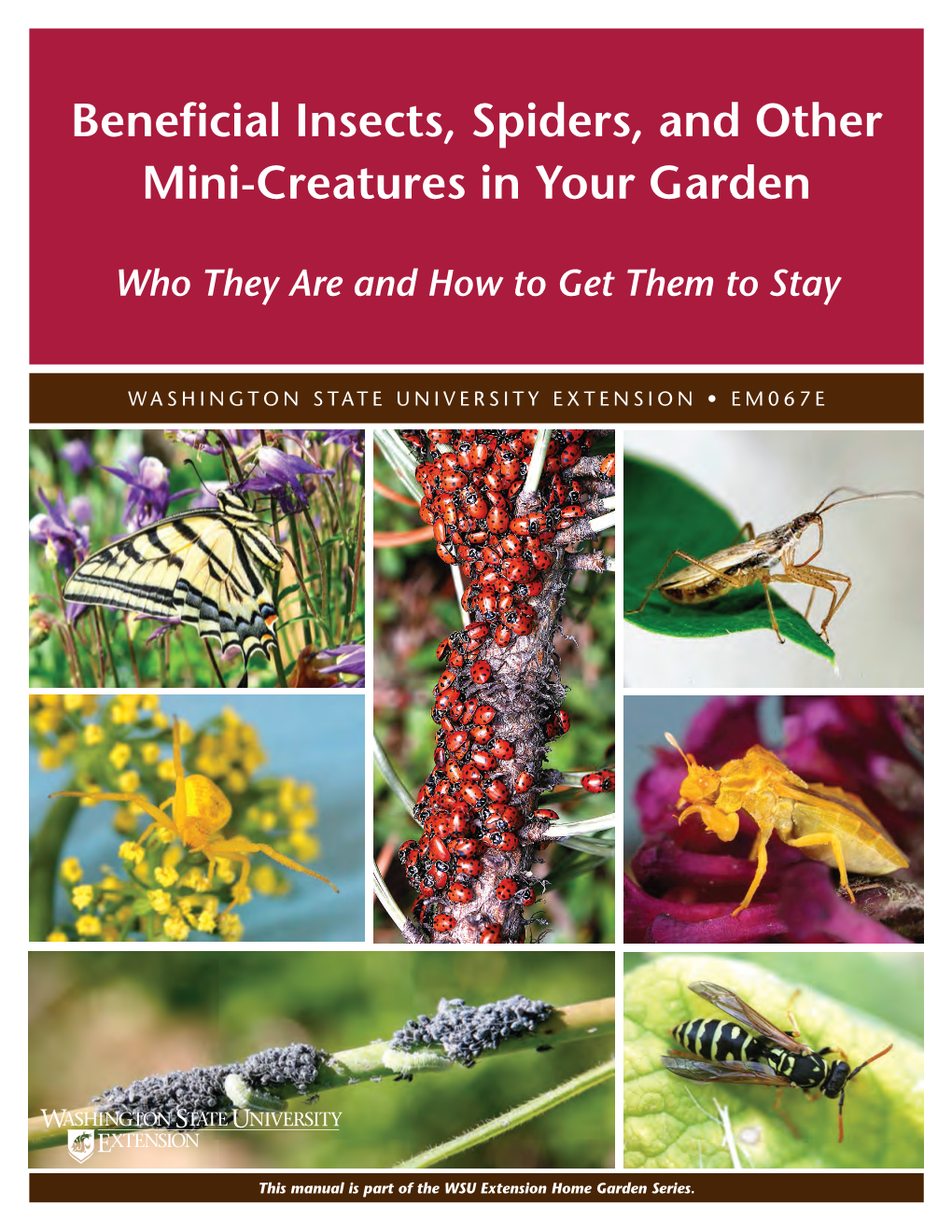 Beneficial Insects, Spiders, and Other Mini-Creatures in Your Garden