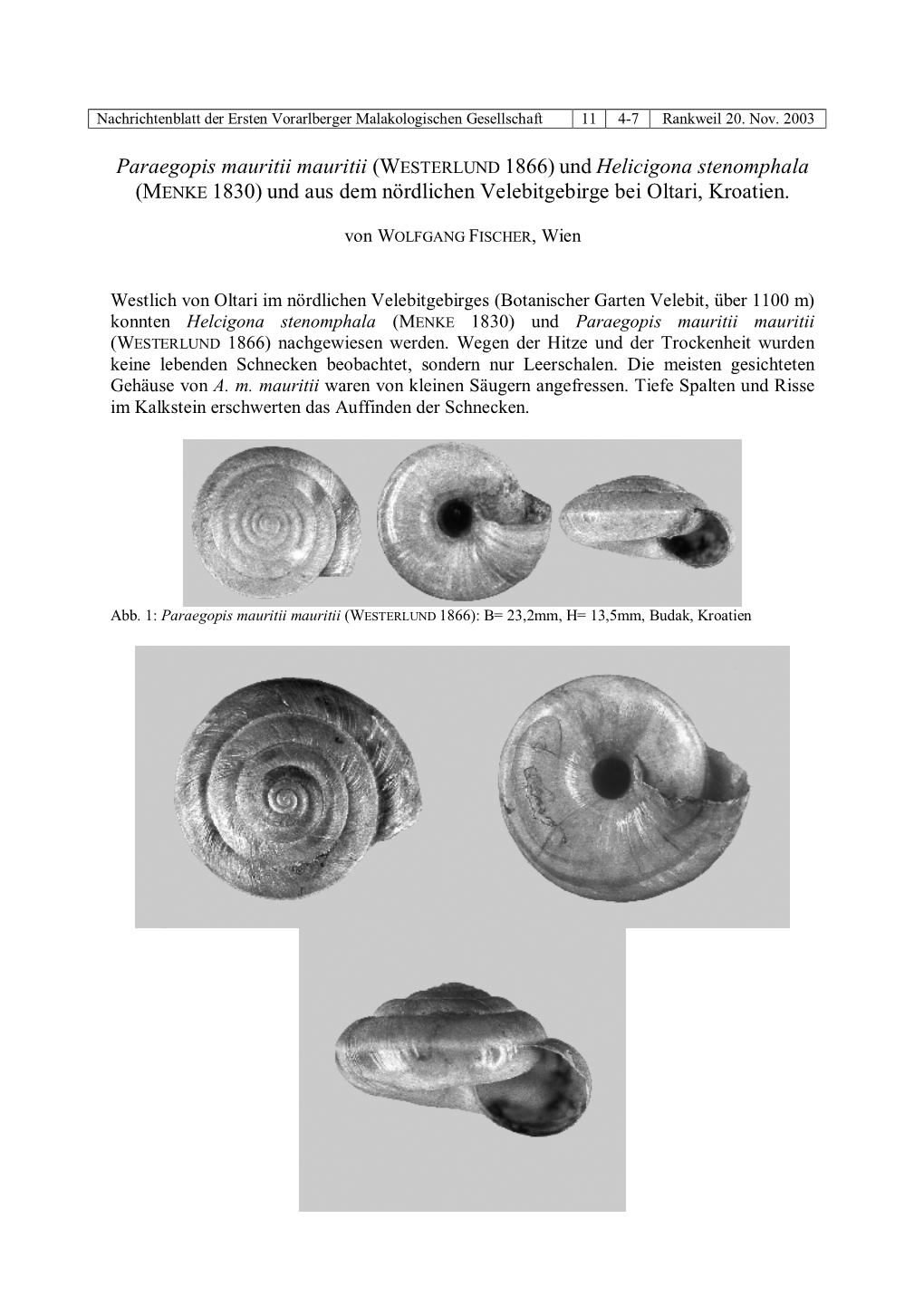 Helcigona Trizona Und Aegopis Mauritii Aus Dem Jüngsten