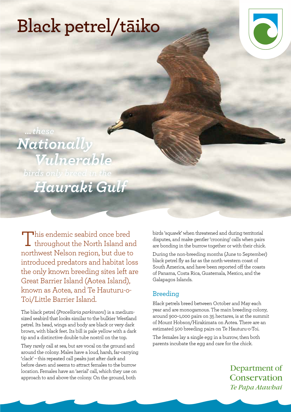 Tāiko/Black Petrel Factsheet