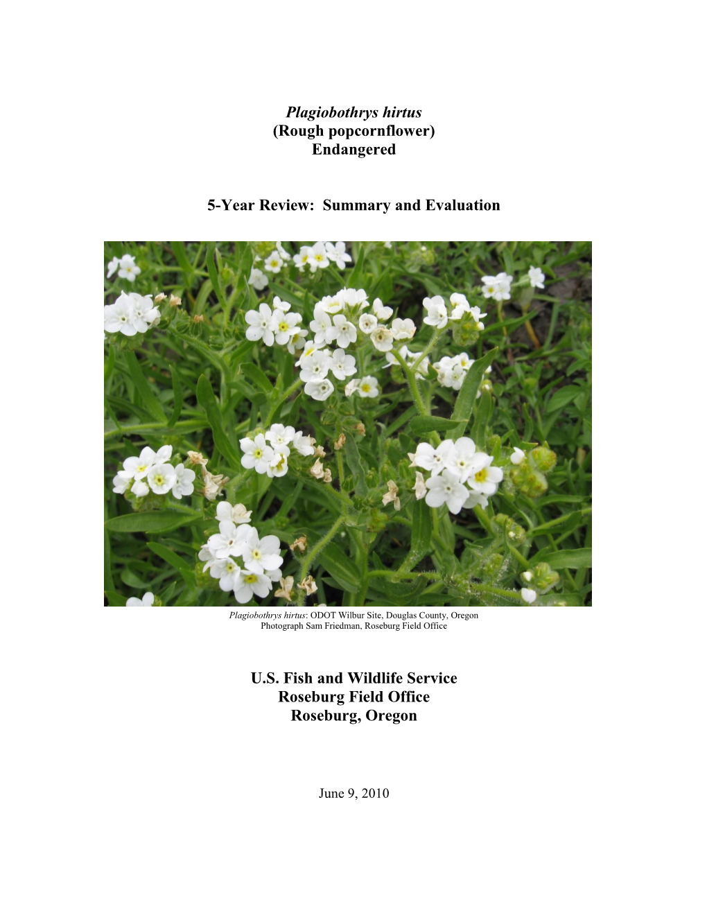 Plagiobothrys Hirtus (Rough Popcornflower) Endangered 5-Year