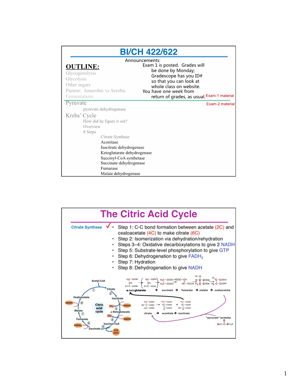 The Citric Acid Cycle