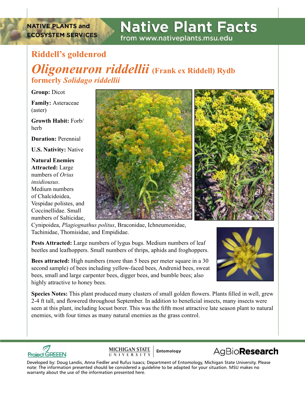 Riddell's Goldenrod