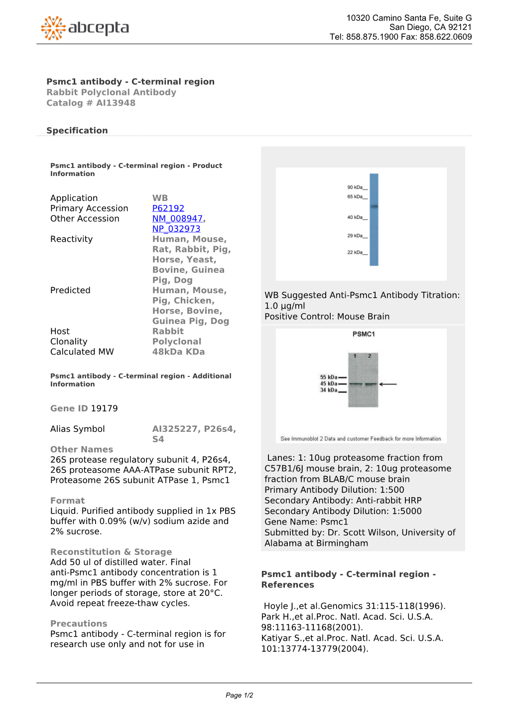 Psmc1 Antibody - C-Terminal Region Rabbit Polyclonal Antibody Catalog # AI13948