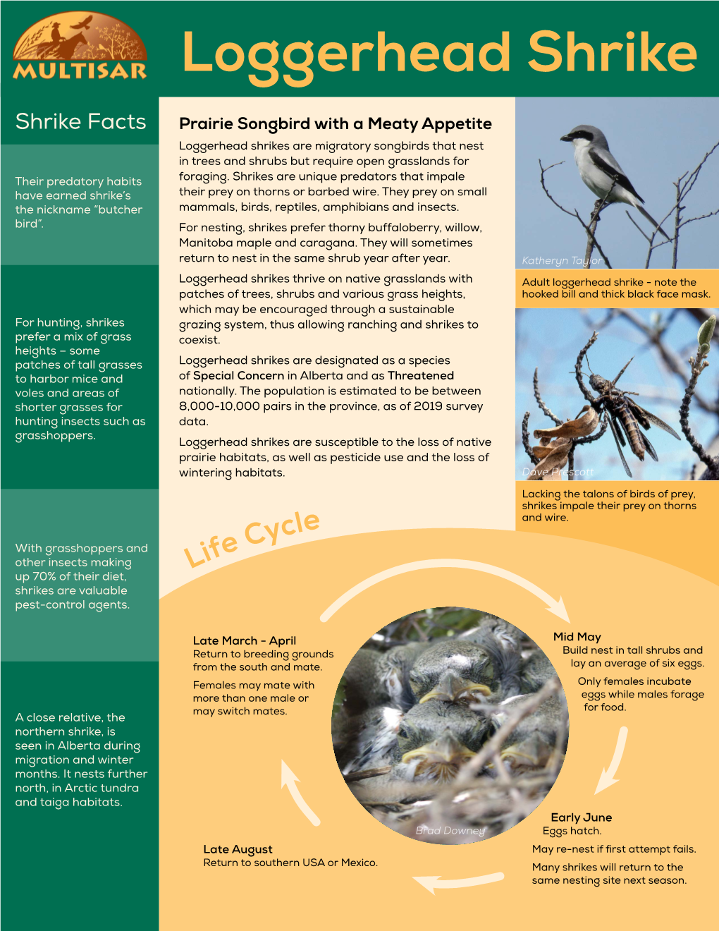 Loggerhead Shrike