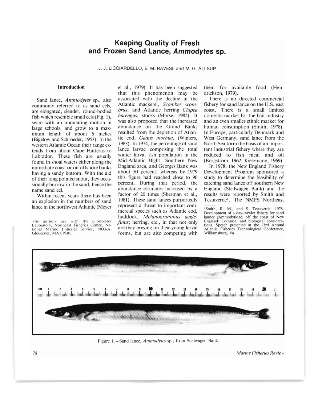 Keeping Quality of Fresh and Frozen Sand Lance, Ammodytes Sp