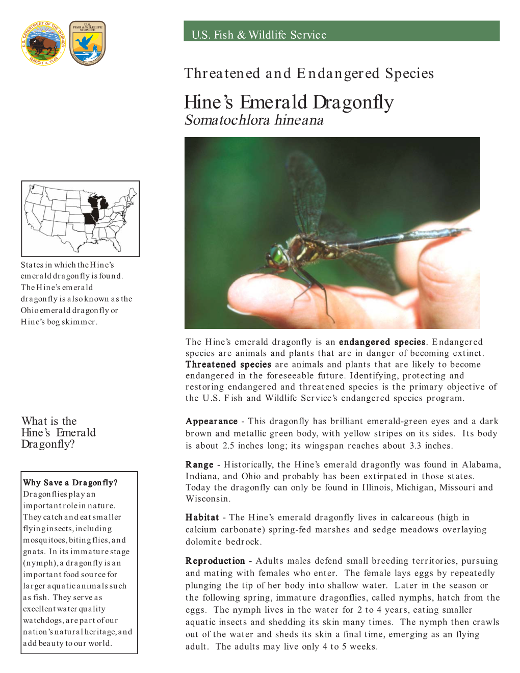 Hine's Emerald Dragonfly