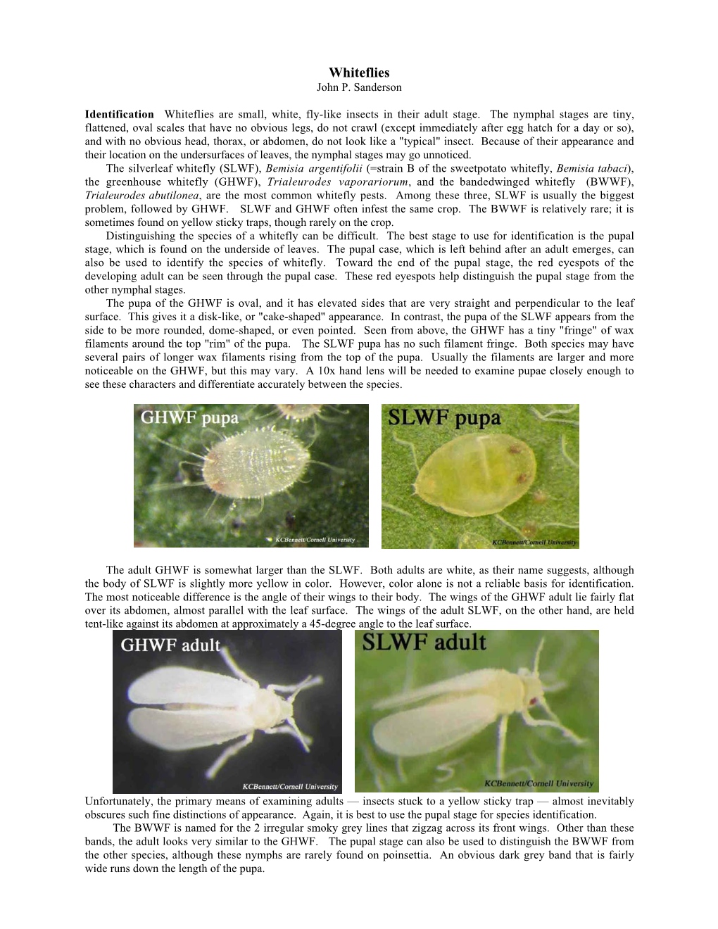 Whiteflies John P