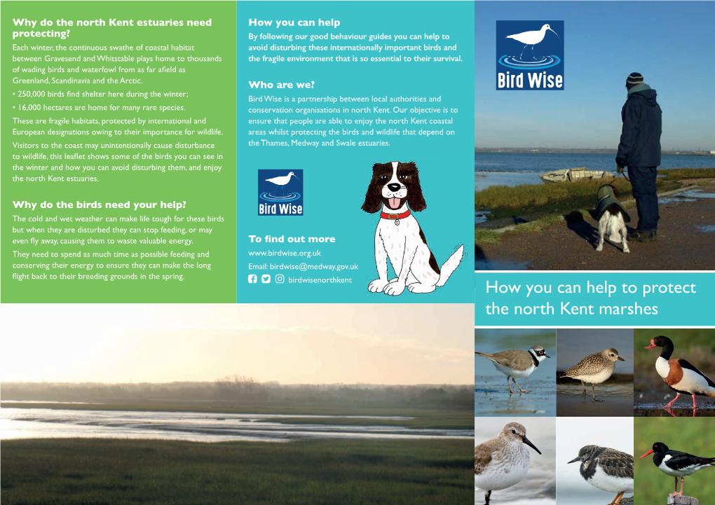How You Can Help to Protect the North Kent Marshes Black Tailed Godwit Dunlin Brent Goose Curlew Lapwing Oystercatcher