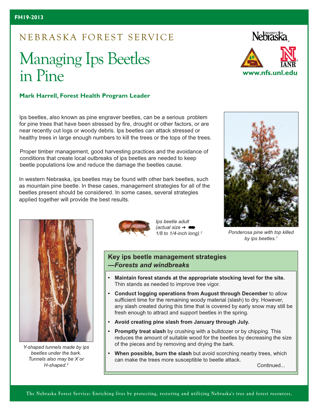 Managing Ips Beetles in Pine