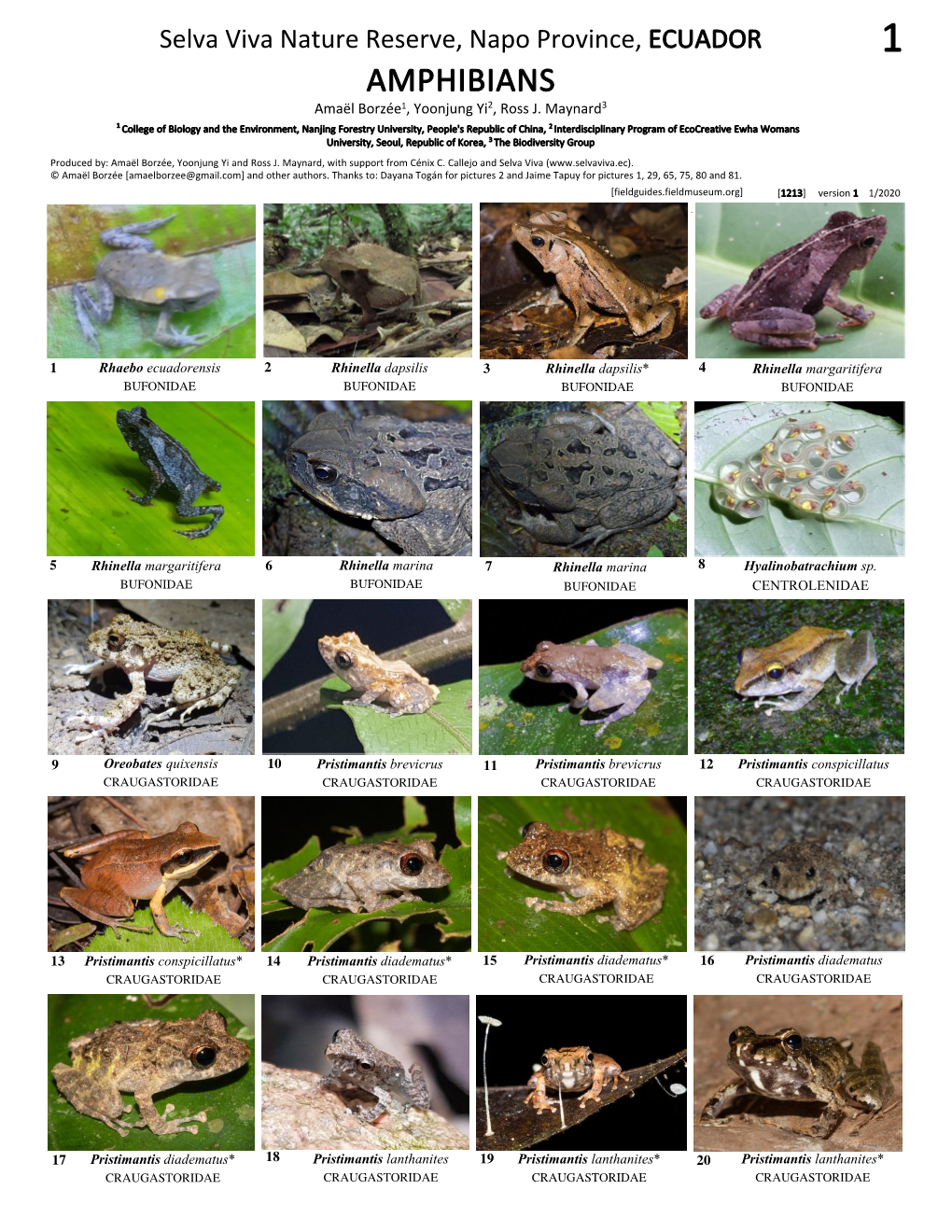 1213 Amphibians of Selva Viva Reserve