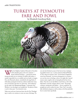 Turkeys at Plymouth Fare and Fowl by Elizabeth Gawthrop Riely