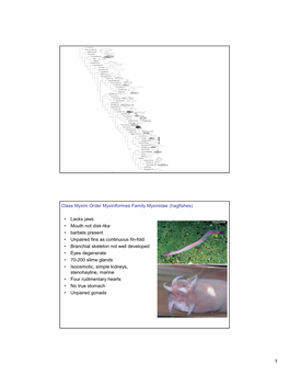 Class Myxini Order Myxiniformes Family Myxinidae (Hagfishes)