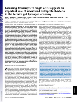 Localizing Transcripts to Single Cells Suggests an Important Role of Uncultured Deltaproteobacteria in the Termite Gut Hydrogen Economy