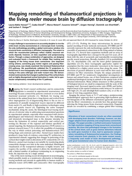 Mapping Remodeling of Thalamocortical Projections in the Living Reeler Mouse Brain by Diffusion Tractography