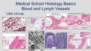 Medical School Histology Basics Blood and Lymph Vessels VIBS 243 Lab Introduction Multicellular Organisms Need 3 Mechanisms ------1