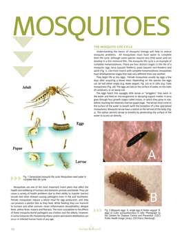 The Mosquito Life Cycle Understanding the Basics of Mosquito Biology Will Help to Reduce Mosquito Problems