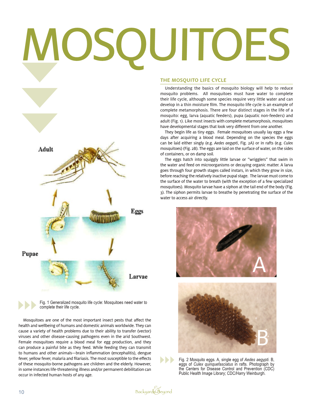 The Mosquito Life Cycle Understanding the Basics of Mosquito Biology ...