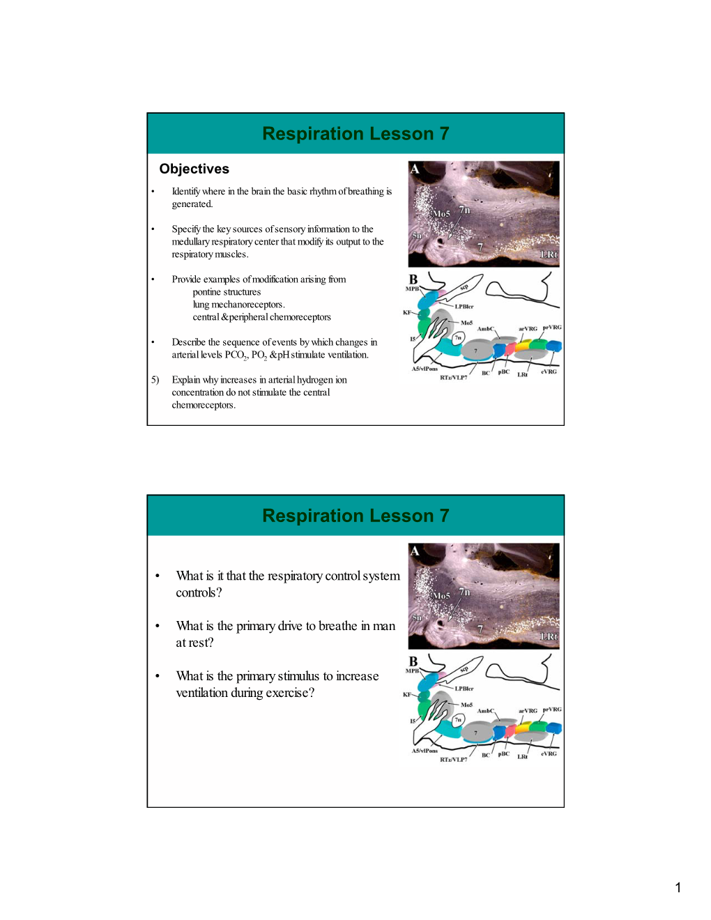 Respiration Lesson 7