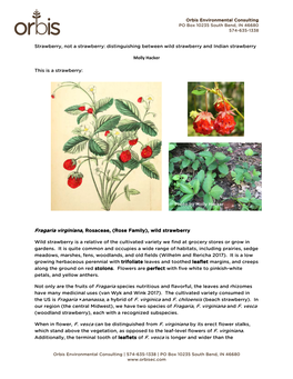 Strawberry, Not a Strawberry: Distinguishing Between Wild Strawberry and Indian Strawberry