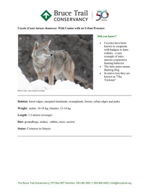 Coyote (Canis Latrans Thamnos): Wild Canine with an Urban Presence