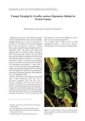 Canopy Foraging by Corallus Caninus (Squamata: Boidae) in French Guiana