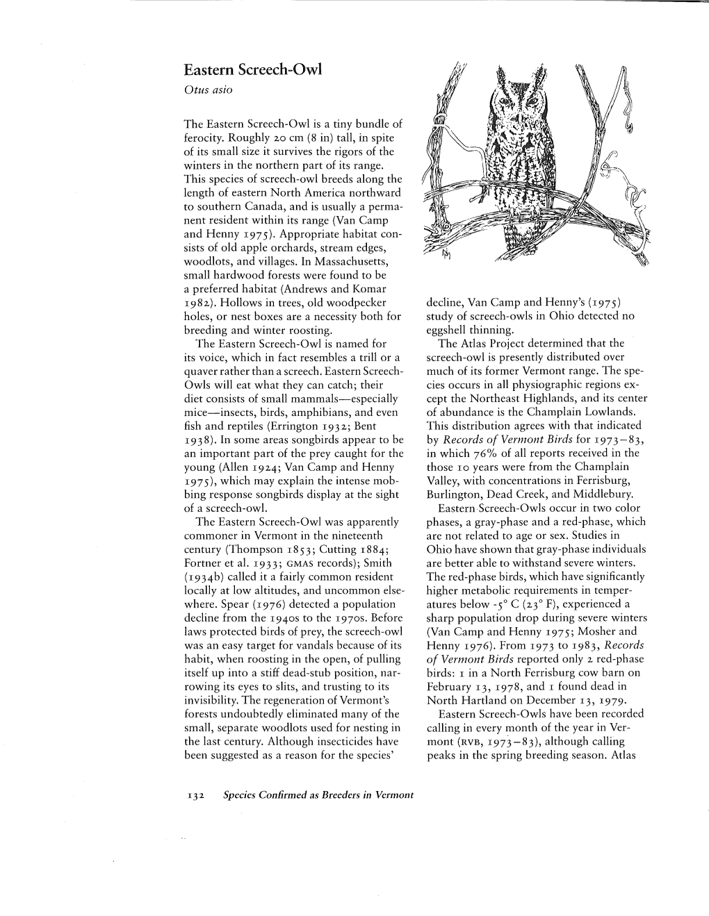 Eastern Screech-Owl Otus Asio