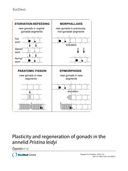 Plasticity and Regeneration of Gonads in the Annelid Pristina Leidyi Özpolat Et Al