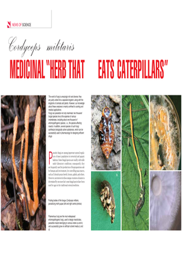 Eats Caterpillars” Medicinal “Herb That