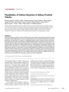 Visualization of Calcium Dynamics in Kidney Proximal Tubules