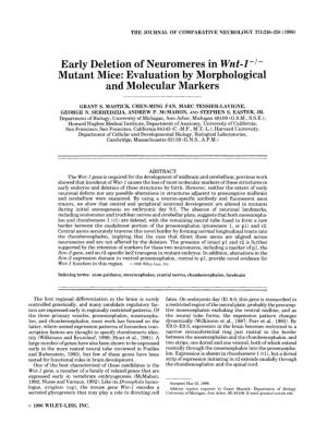 Early Deletion of Neuromeres in Wnt-L-/- Mutant Mice: Evaluation by Morphological and Molecular Markers