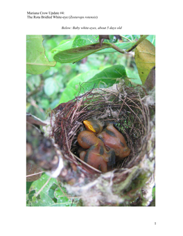 The Rota Bridled White-Eye (Zosterops Rotensis)