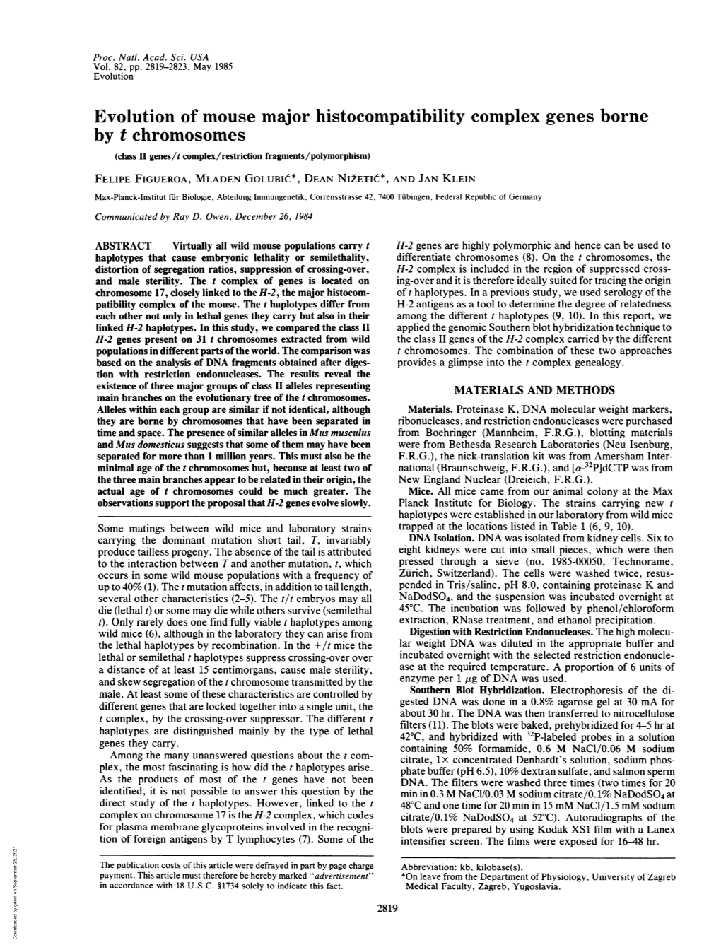 Evolution of Mouse Major Histocompatibility Complex Genes Borne by T Chromosomes (Class II Genes/T Complex/Restriction Fragments/Polymorphism)