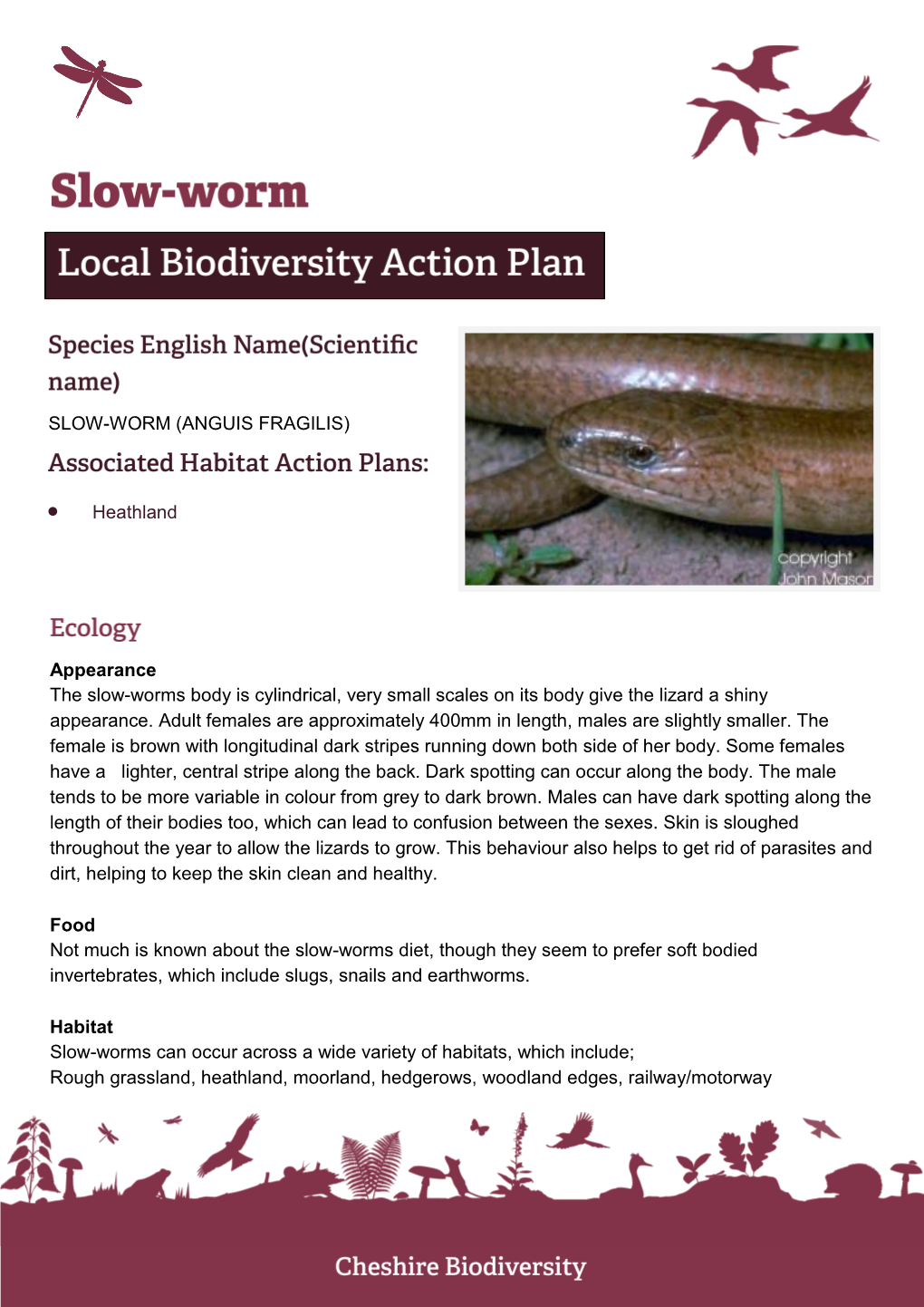 (ANGUIS FRAGILIS) • Heathland Appearance the Slow-Worms Body