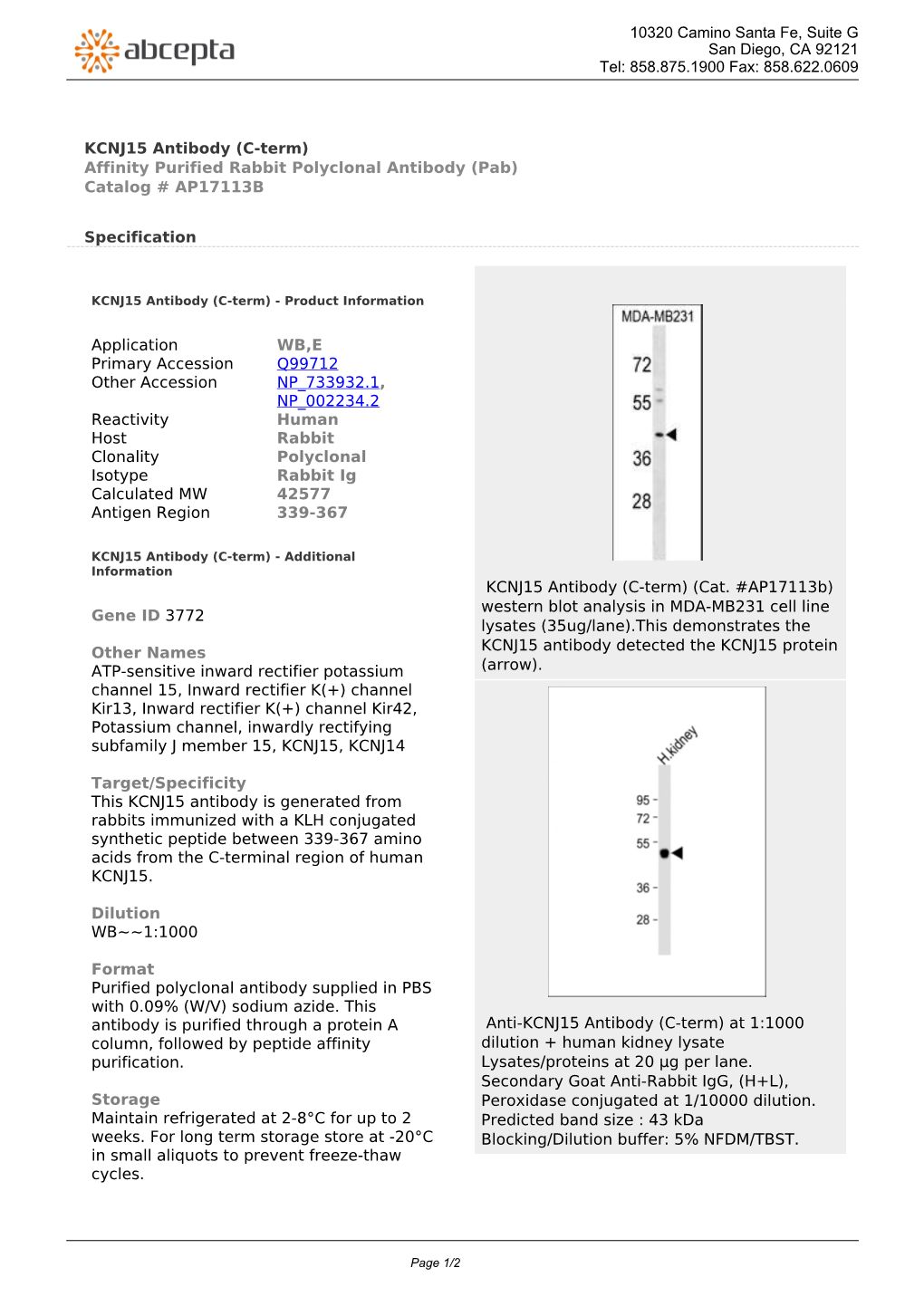 KCNJ15 Antibody (C-Term) Affinity Purified Rabbit Polyclonal Antibody (Pab) Catalog # AP17113B