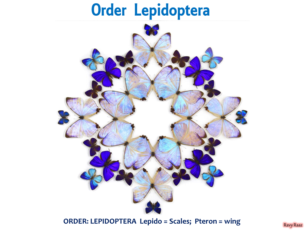 Order Lepidoptera