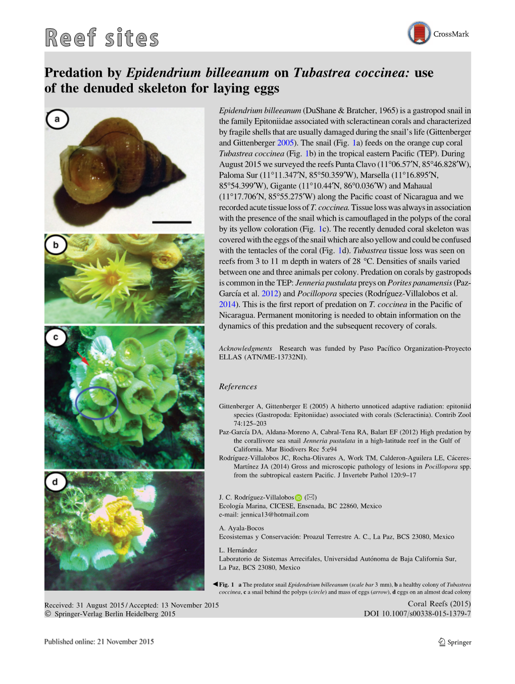 Predation by Epidendrium Billeeanum on Tubastrea Coccinea: Use of the Denuded Skeleton for Laying Eggs