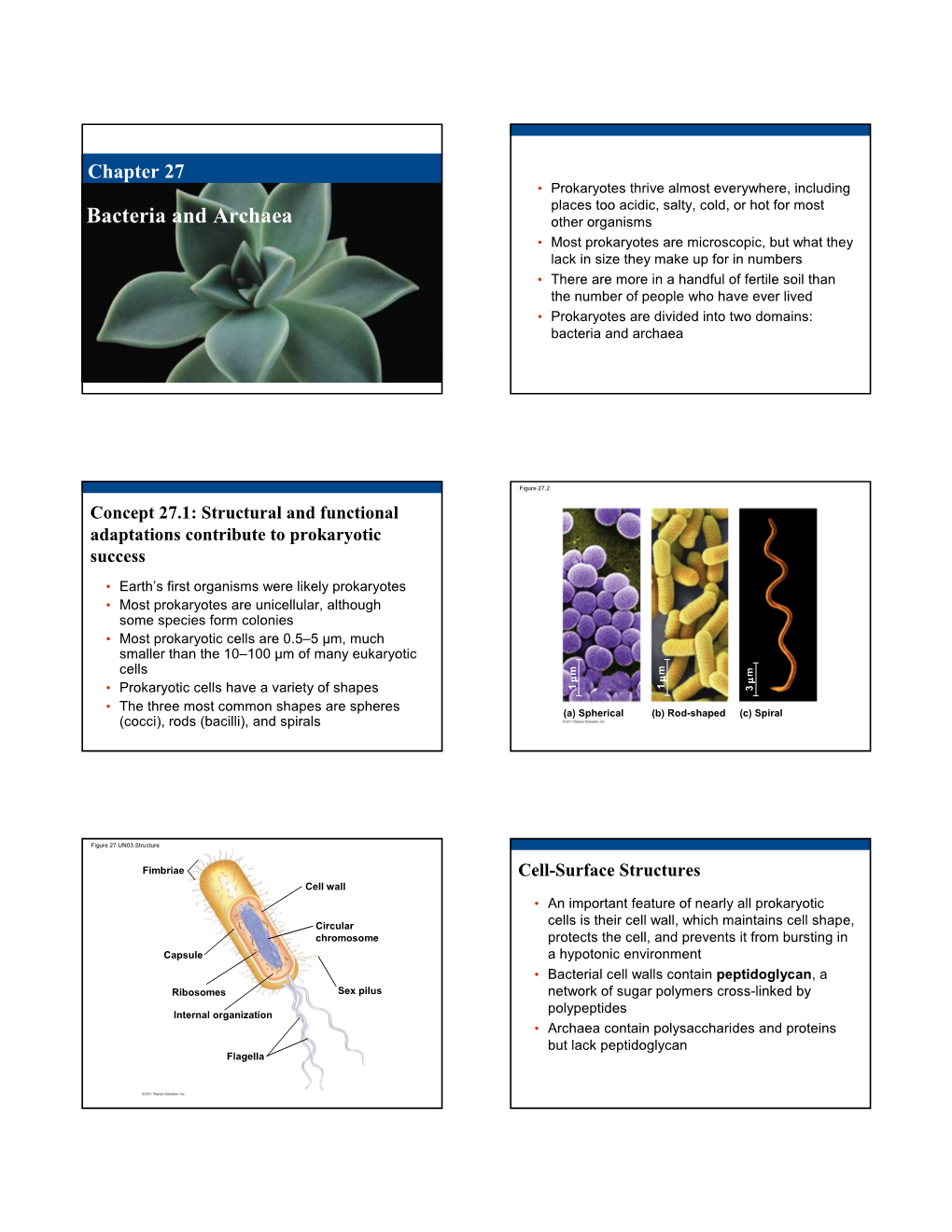 Bacteria and Archaea