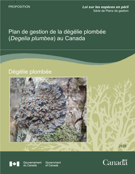 Dégélie Plombée (Degelia Plumbea) Au Canada