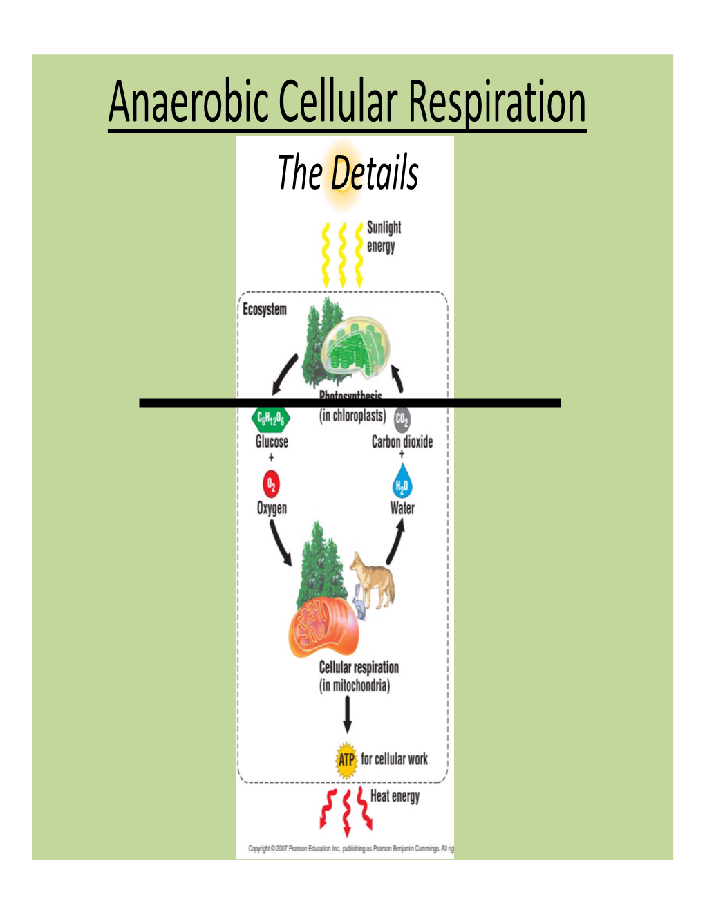 Anaerobic Cellular Respiration the Details Process of Cellular ...